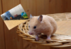 Hamsterkäufe auch in Garbsen? GCN hat nachgefragt….