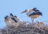 Saison-Bilanz 2024: Weißstorch-Boom in der Region Hannover setzt sich fort, Garbsen auf Platz 3