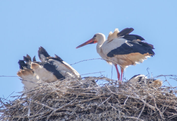 Saison-Bilanz 2024: Weißstorch-Boom in der Region Hannover setzt sich fort, Garbsen auf Platz 3