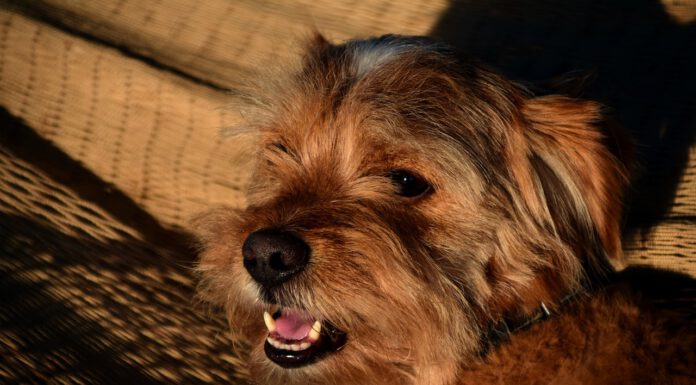 Die Hundstage - Die wärmsten Tage im Jahr beginnen heute