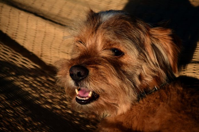 Die Hundstage - Die wärmsten Tage im Jahr beginnen heute