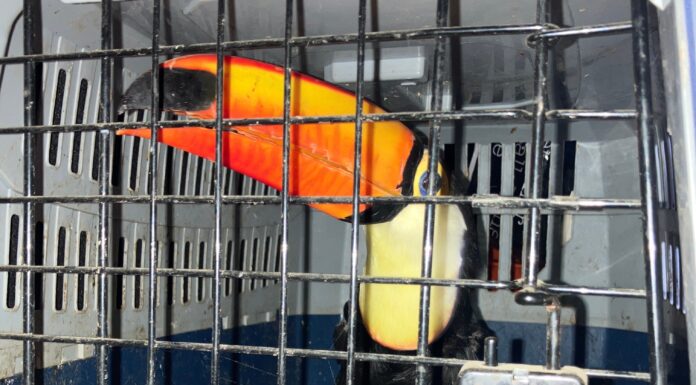 Auf der der A 2 wurden geschützte Tierarten bei einer Verkehrskontrolle entdeckt, die ohne gültige Reisedokumente transportiert wurden.