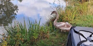 Ein Jungschwan sorgt für gefährliche Situation auf der Autobahn A2. Polizei und NABU Garbsen verhindern Unfall