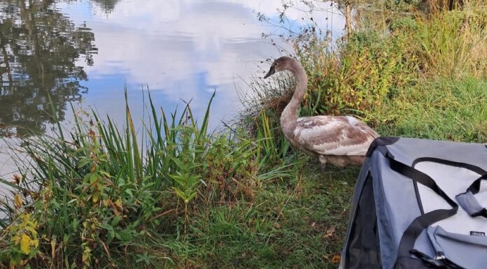 Ein Jungschwan sorgt für gefährliche Situation auf der Autobahn A2. Polizei und NABU Garbsen verhindern Unfall