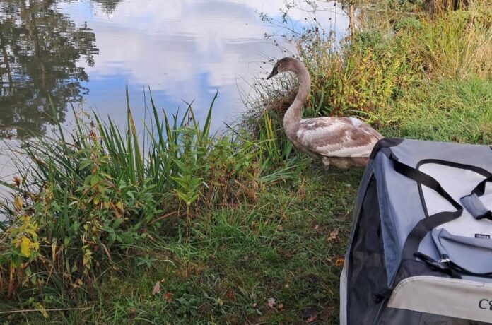 Ein Jungschwan sorgt für gefährliche Situation auf der Autobahn A2. Polizei und NABU Garbsen verhindern Unfall