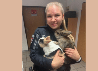 Ausgesetzte Kaninchen vor Kita in Garbsen entdeckt – Polizei sucht wichtige Zeugin