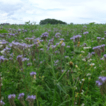 Für mehr Summen in Garbsen – Stadt sucht Blühpaten für Blühstreifen 2026