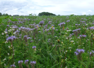 Für mehr Summen in Garbsen – Stadt sucht Blühpaten für Blühstreifen 2026