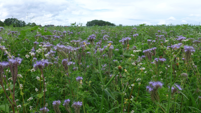 Luftbild Google earth-6