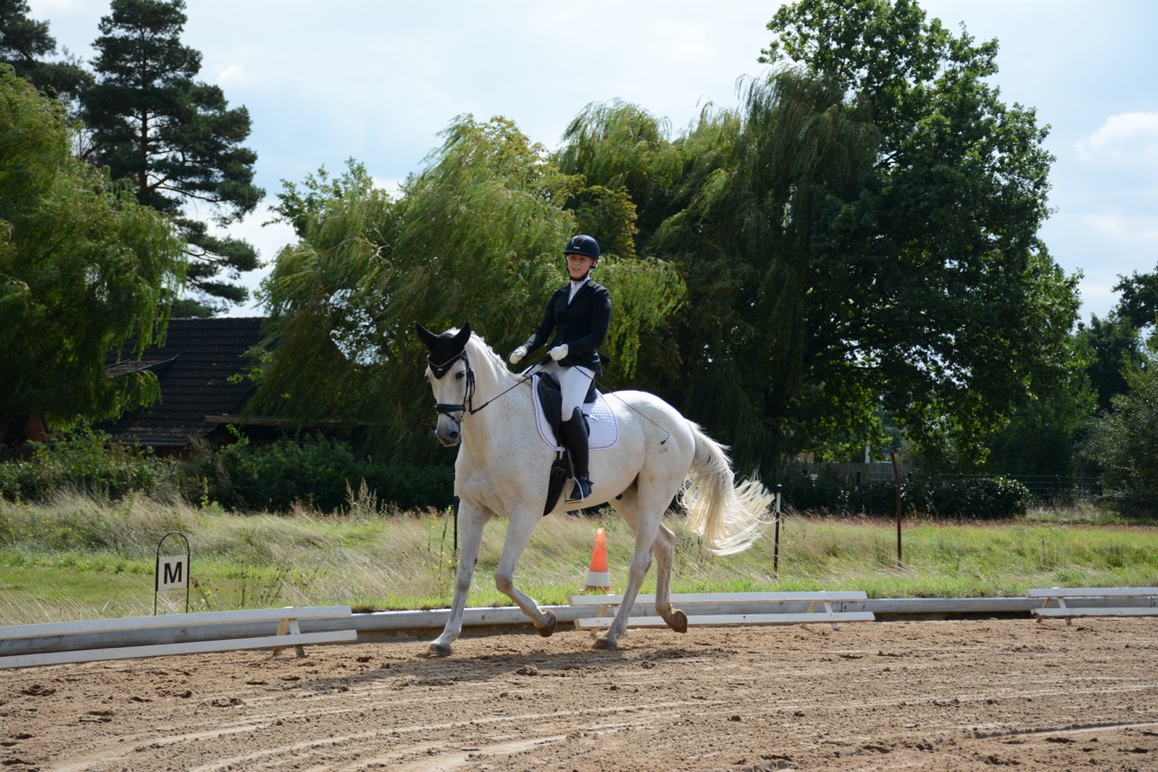 Reitturnier in Osterwald Unterende: Der Reit- und Fahrverein St. Georg Osterwald lädt zu Dressur, Springen und Working Equitation ein