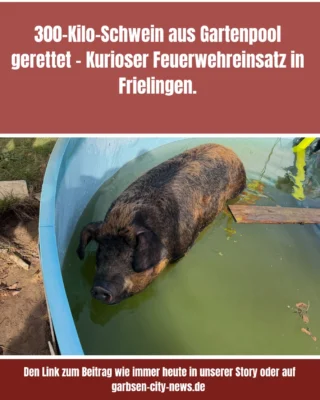 Schwein gehabt! Ein außergewöhnlicher Einsatz hat die Feuerwehr Garbsen am Sonntag beschäftigt: Ein rund 300 Kilogramm schweres Schwein musste aus einem Gartenpool befreit werden, nachdem es aus bislang ungeklärter Ursache ins Wasser geraten war und sich nicht mehr selbst retten konnte. #tierrettung #garbsen #frielingen #garbsencitymews